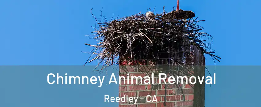 Chimney Animal Removal Reedley - CA