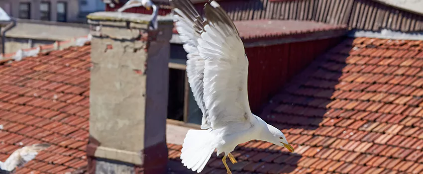 Residential Chimney Animal Removal Solution in Reedley, CA